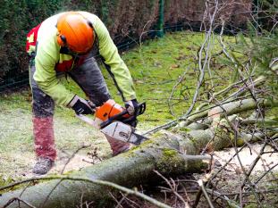 Baumfällarbeiten